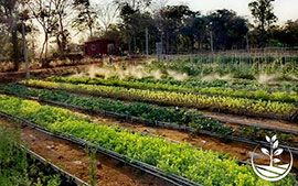 thai wwoofing, wwoofing en thailande, arrosage des plantations dans le cadre du woofing