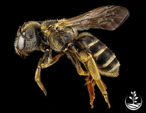insecticide, ce fléau qui tue les abeilles, des alliées vitales pour notre survie
