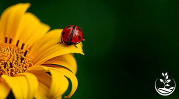 insecticide attention de ne pas éradiquer les précieuses coccinelles