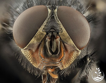 insecticide qui éradique certaines espèces de mouches nuisibles