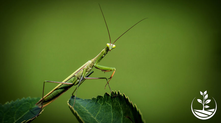 insecticide le réflexe populaire qui tue notre humanité et nos alliés les plus précieux, comme cette mante religieuse