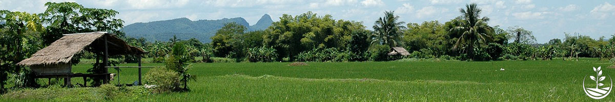 Wwoofing en thailande, faire du volontariat en thailande, faire du bénévolat en thailande, woofing thailande, thai wwoof, thailande authentique