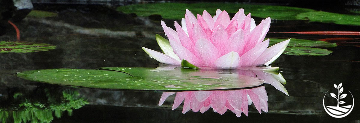 Wwoofing en thailande, faire du volontariat en thailande, faire du bénévolat en thailande, woofing thailande, thai wwoof, fleur de lotus