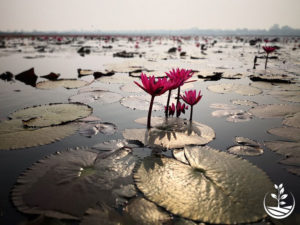Wwoofing en thailande, faire du volontariat en thailande, faire du bénévolat en thailande, woofing thailande, thai wwoof, excursion en issan, guide à vientiane au Laos, fleur de lotus
