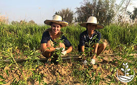 thai wwoofing, wwoofing en thailande, woofing, woofing en thailande, wwoof Thaïlande, écotourisme, eco-tourisme, permaculture, culture tropicale, tourisme vert, potager