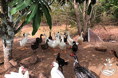 cours de cuisine thai, apprendre à cuisiner des plats thailandais