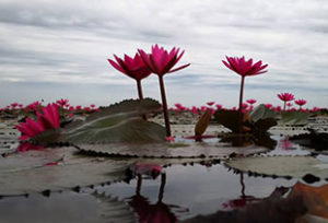 Magnifiques lotus rouges, Udon Thani