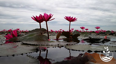 découvrir la thailande autrement, excursion thailande authentique