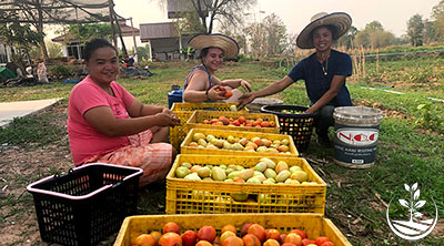 tomate en thailande, Thaïlande, cultiver, planter des tomates en thailande, récolte, récolter
