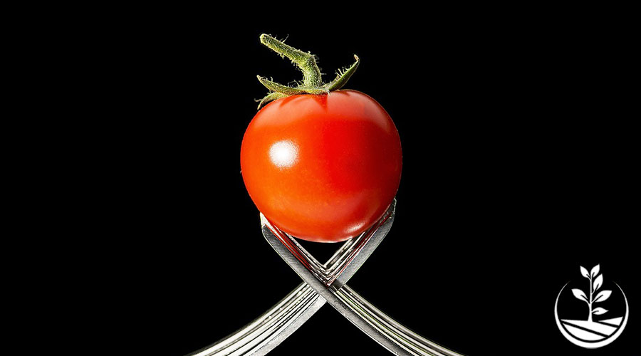 tomate en thailande, Thaïlande, cultiver, planter des tomates en thailande