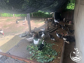 woofing en Thaïlande, organique, bio, permaculture, volontariat