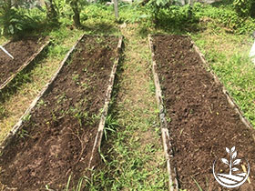 wwoofing thailande, woofing en Thaïlande, organique, bio, permaculture