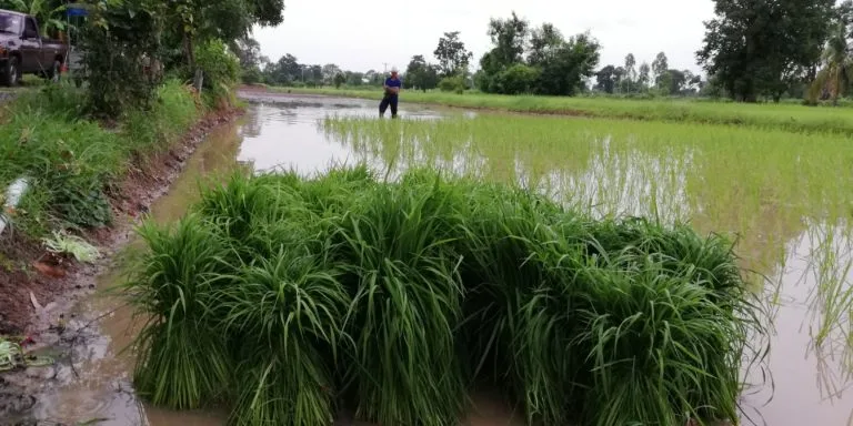 Cultivateur de riz Sisaket, Thaïlande
