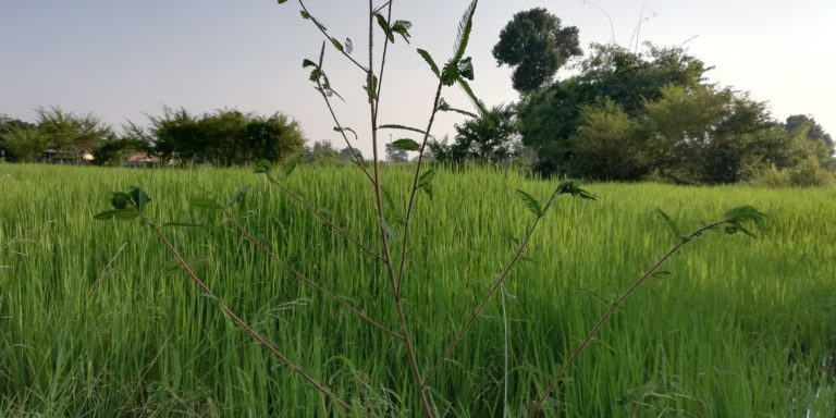 Les champs de riz en Isaan
