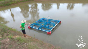 elevage de poissons en Thaïlande, comment fabriquer de la nourriture pour poissons, tilapia