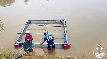 nourrir les poissons d'élevage