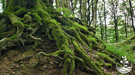 permaculture en thailande, culture organique, wwoofing 