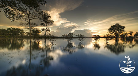 woofing en thailande