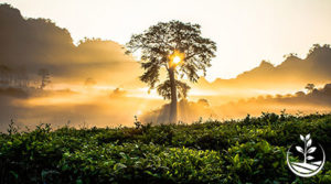acheter du terrain en thailande