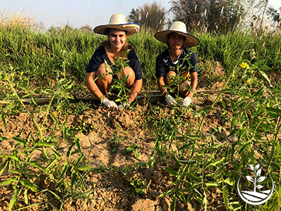 stage de permaculture, woofing en Thaïlande, cours d'agriculture bio
