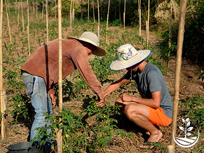stage de permaculture, woofing en Thaïlande, cours d'agriculture bio