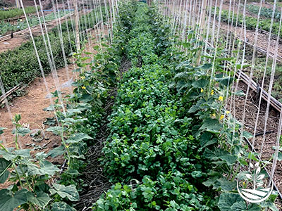 stage de permaculture, woofing en Thaïlande, cours d'agriculture bio