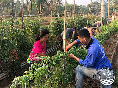 stage de permaculture, woofing en Thaïlande, cours d'agriculture bio