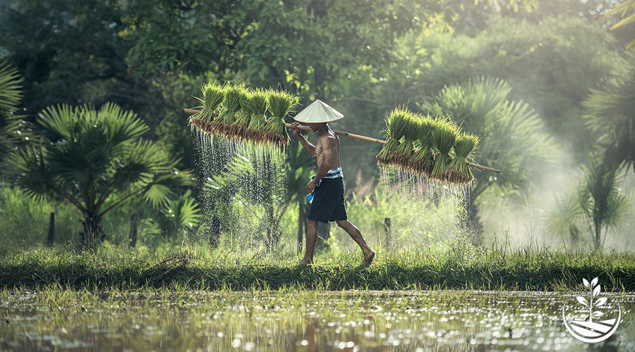 Ecotourism, permaculture, immersion en Thaïlande