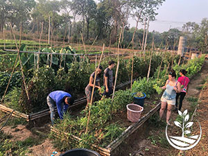 woofing en Thaïlande, stage de permaculture en Thaïlande