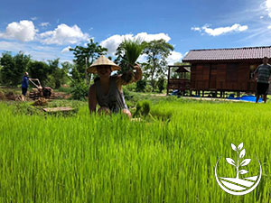 Permaculture, stage en Thaïlande, woofing