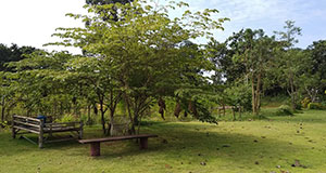 woofing en Thaïlande