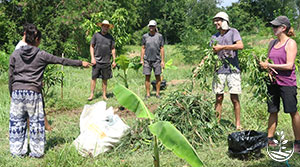 agroforesterie, stage de permaculture, woofing thailande