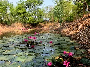 woofing en Thaïlande, stage de permaculture, visa volontaire