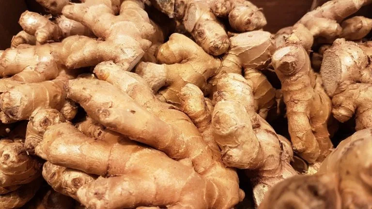 Le gingembre, Zingiber officinale…