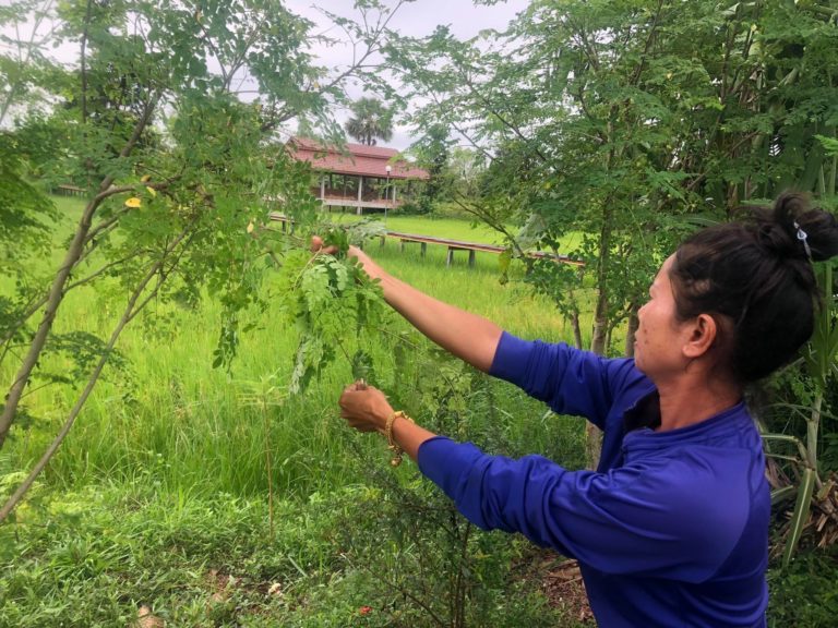 Moringa de la Suwan Organic Farm
