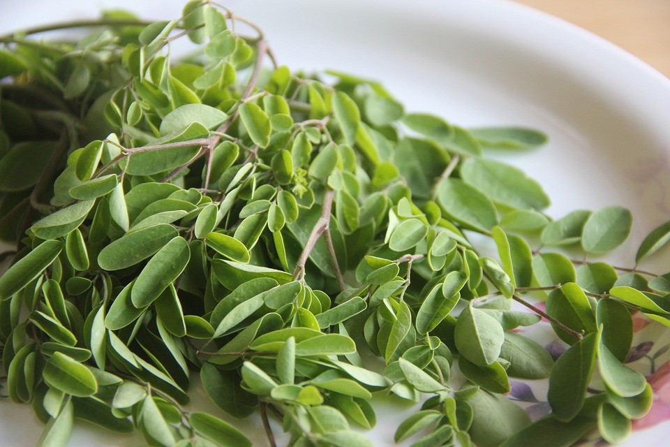 Feuilles de moringa
