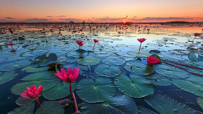 Red Lotus Lake