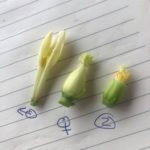 Cours fleurs hermaphrodites