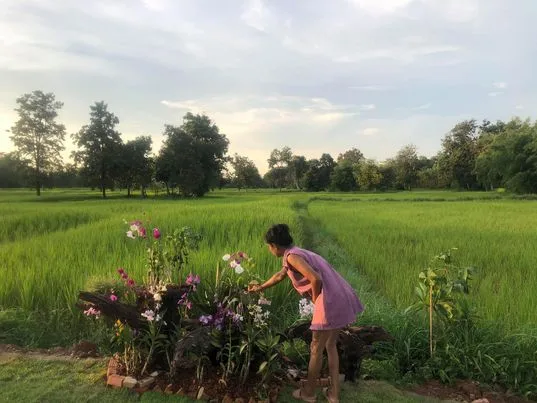 Un coin de verdure et de fleurs