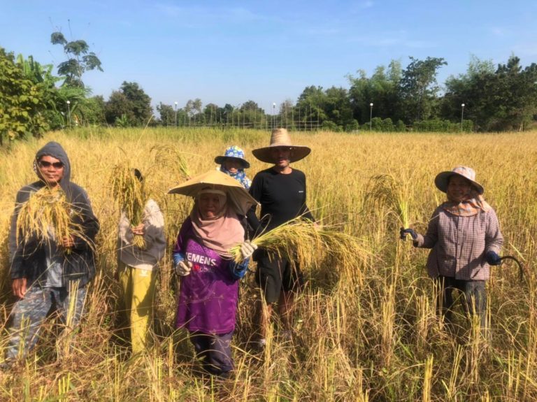 Les riz de l'Isaan, l'or de la Thailande