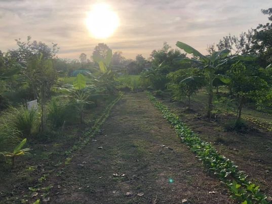 Foret comestible en Thaïlande