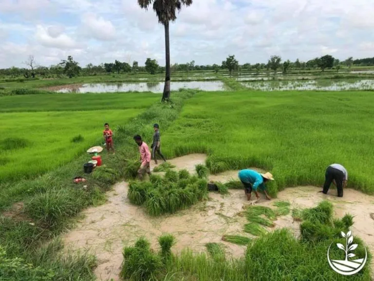 Le repiquage du riz