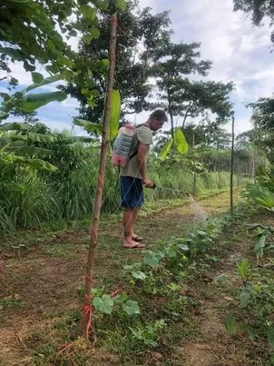 Arrosage au thé de compost