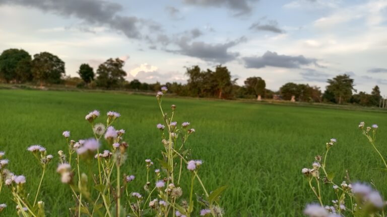 Les beautés de la nature en Thaïlande rurale