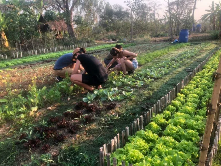 Notre potager bio