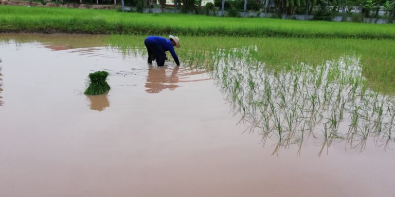 Le repiquage du riz en Isan