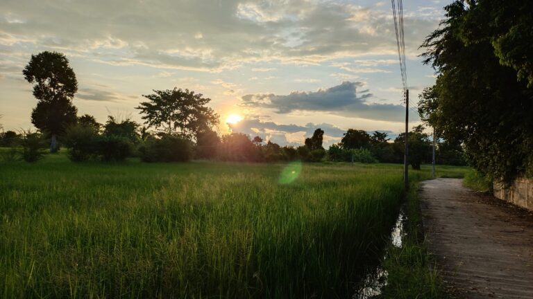 Le ciel est magnifique et les champs de riz sont inondés de vie !