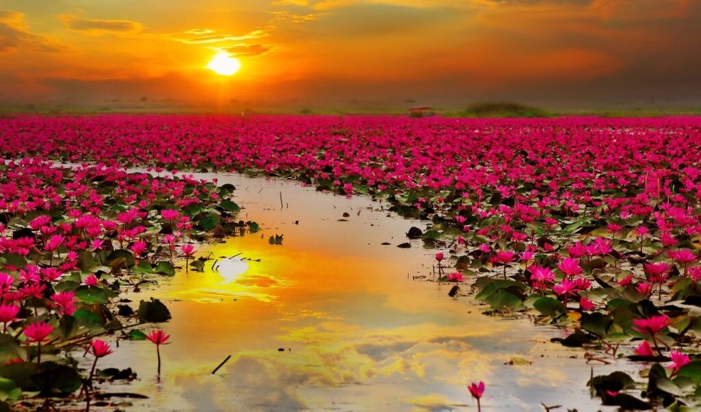 Le lac des lotus rouges en Isan, Thaïlande
