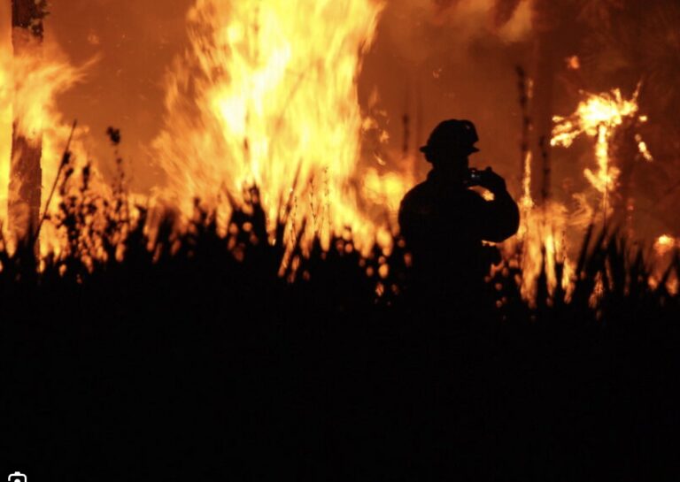 Les feux de forêt, une menace pour la vie sur terre...