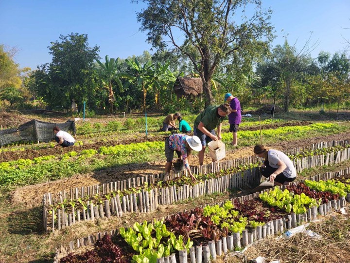 Les potagers bio de la Suwan Organic Farmstay